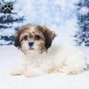 Abby, Teddy Bear Puppy